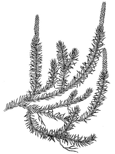 Плаун годичный строение