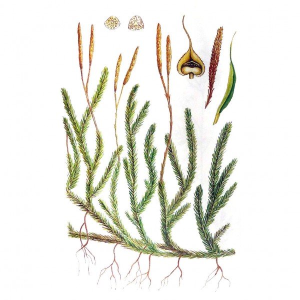 Плауновидные плаун булавовидный