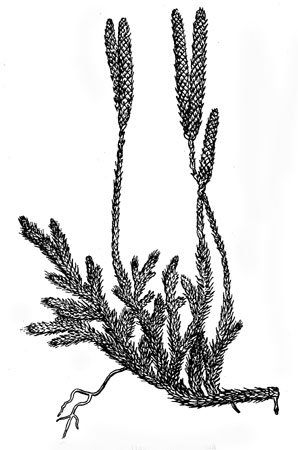 Плаун булавовидный строение