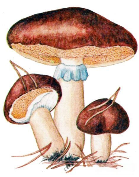 Маслёнок гриб