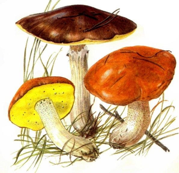 Гриб моховик рисунок