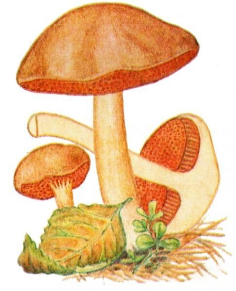 Маслята для детей