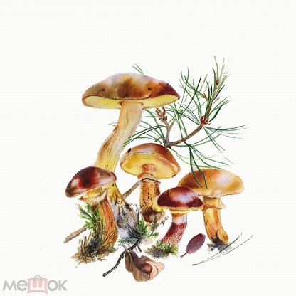 Гриб масленок рисунок