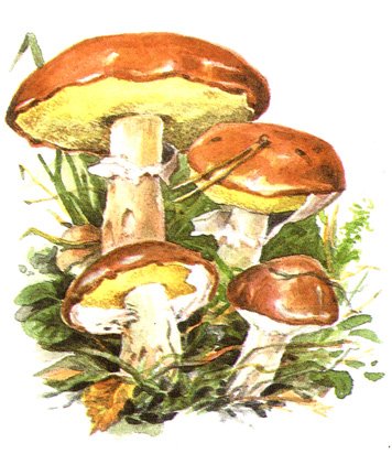 Гриб масленок рисунок