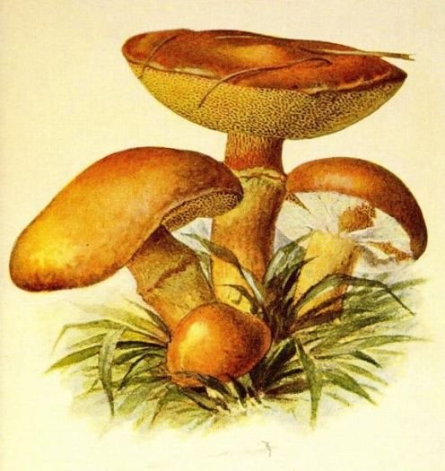 Гриб масленок для детей