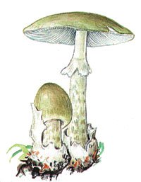 Бледная поганка разукрашка