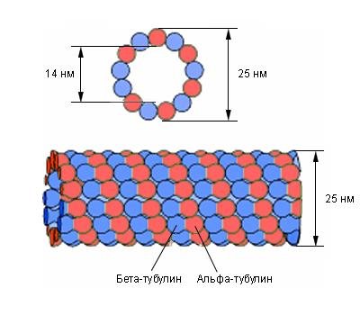 Микротрубочки рисунок (49 фото)