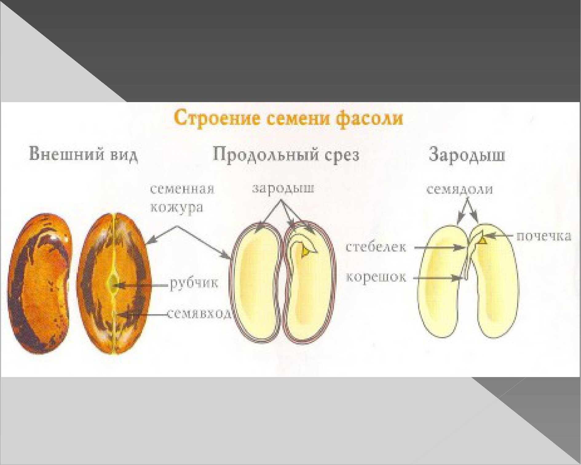 Семя фасоли зародыш семенная кожура