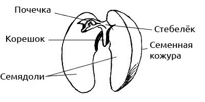 Строение семени яблони рисунок