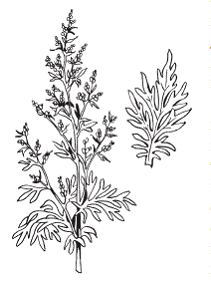 Полынь обыкновенная Фармакогнозия