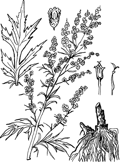 Полынь чернобыльник листья