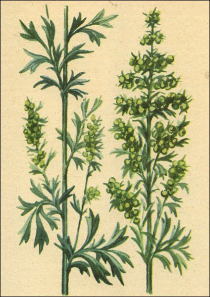 Полынь чернобыльник листья