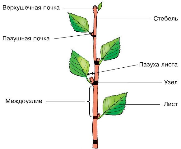 Строение побега цветкового растения