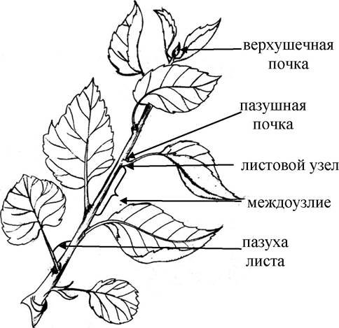Рисунок строение побега биология