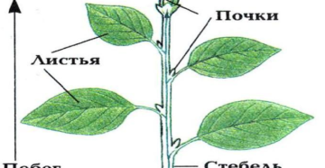 Стебель, почки, лист биология