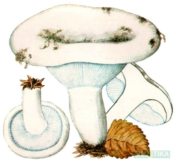 Гриб груздь для детей