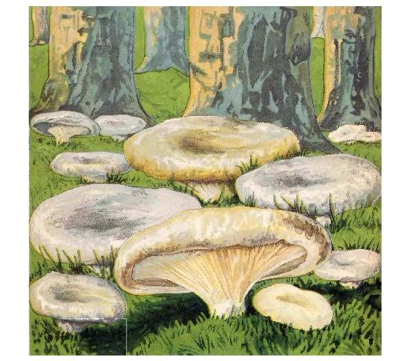 Нарисовать грибы грузди грузди