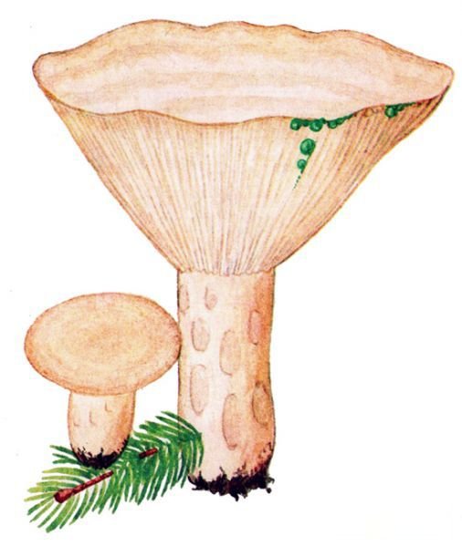 Гриб груздь на белом фоне
