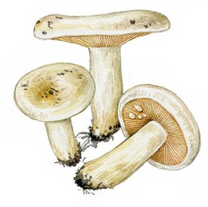 Волнушка гриб рисунок