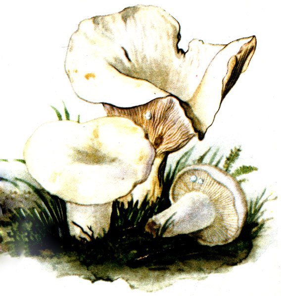 Гриб груздь для детей