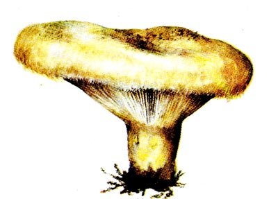 Рисунки грибов груздь