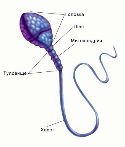 Строение половых клеток сперматозоид