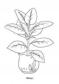 Фикус раскраска