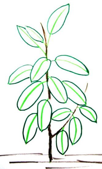 Фикус Бенджамина раскраска