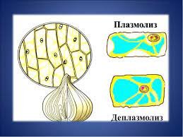 Деплазмолиз растительной клетки