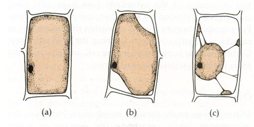 Плазмолиз в клетках лука