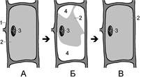 Клетка плазмолиза и деплазмолиза