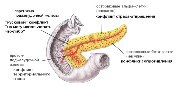 Поджелудочная железа (pancreas)