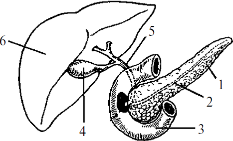 Поджелудочная железа рисунок (49 фото)