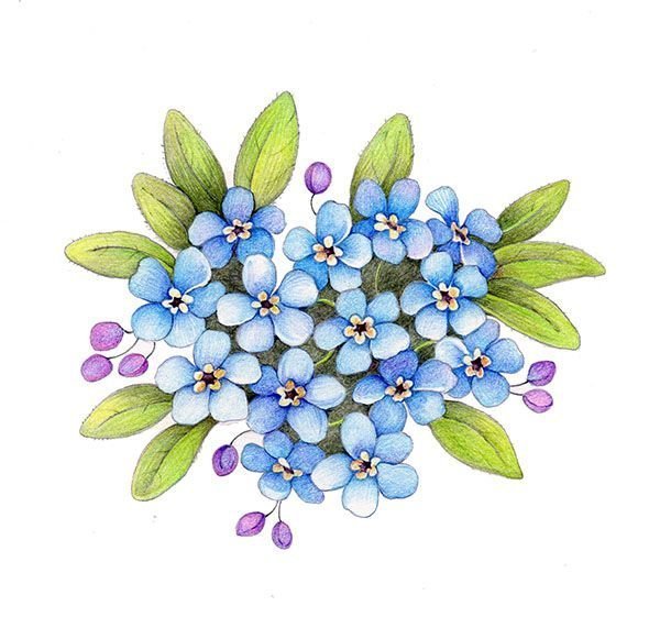 Незабудка иллюстрация