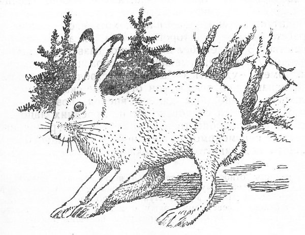 Соколов Микитов заяц Беляк