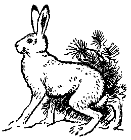 Заяц-Беляк и заяц-Русак рисунок