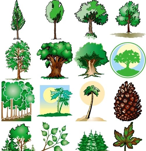 Лиственные и плодовые деревья для детей