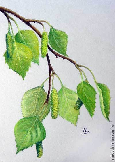 Ветка берёзы рисунок