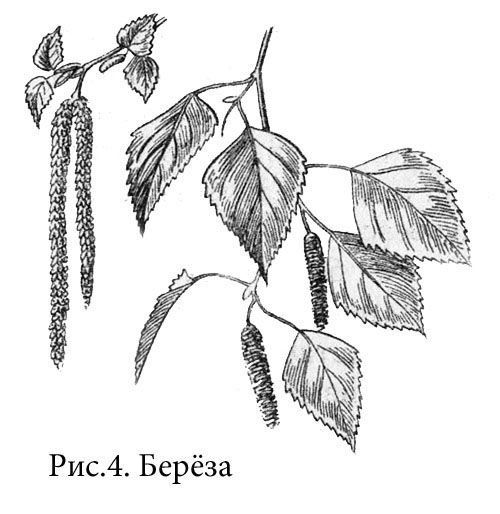 Ветка березы рисунок (45 фото)