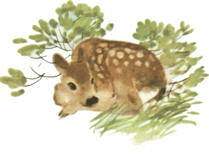 Мамин Сибиряк Емеля охотник иллюстрации