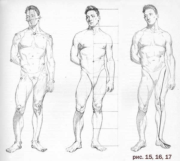 Анатомия мужского тела для художников