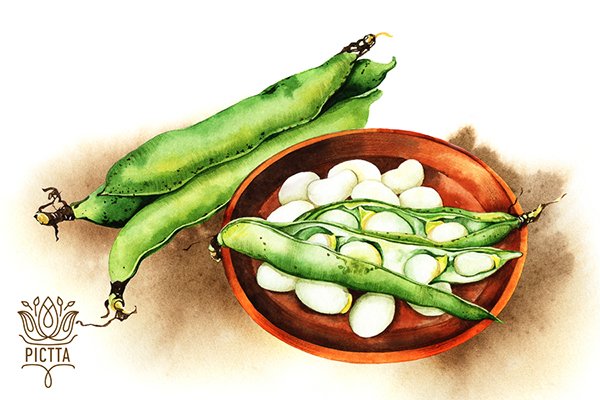 Раскраска фасоль, горох , Бобы