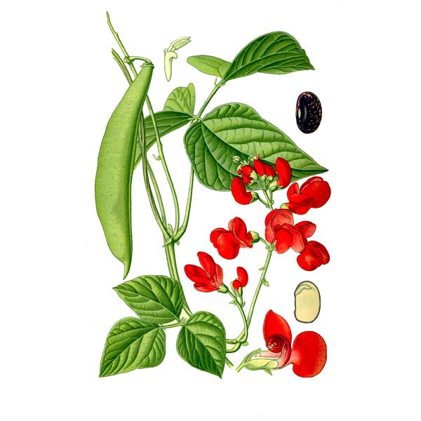 Горох раскраска