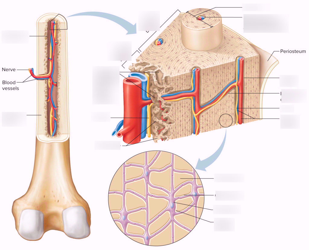 Участвует в образовании костной ткани. Структура кости Остеон. Строение остеона анатомия. Строение кости Остеон. Строение остеона костная ткань.