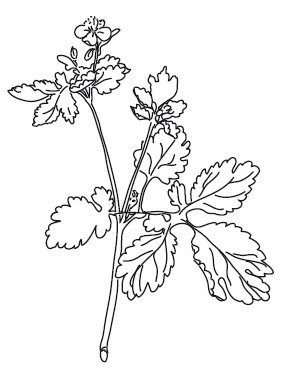 Chelidonium majus