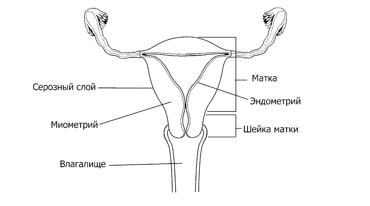 Схематическое строение матки. Строение матки анатомия рисунок. Матка рисунок схема. Схема матки с придатками.