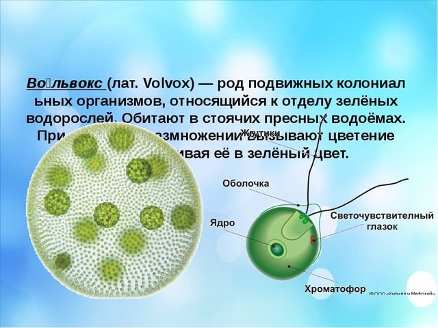 Известно что хламидомонада одноклеточная фотосинтезирующая зеленая водоросль. Вольвокс строение клетки. Одноклеточные водоросли вольвокс. Колониальные жгутиконосцы вольвокс. Строение колонии вольвокса.