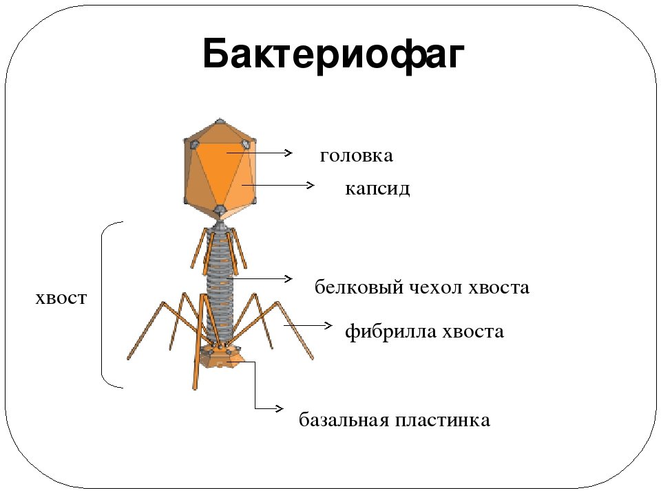 Бактериофагия. Бактериофаг строение капсид. Строение вируса бактериофага. Бактериофаг строение бактериофага. Капсид вируса бактериофага.