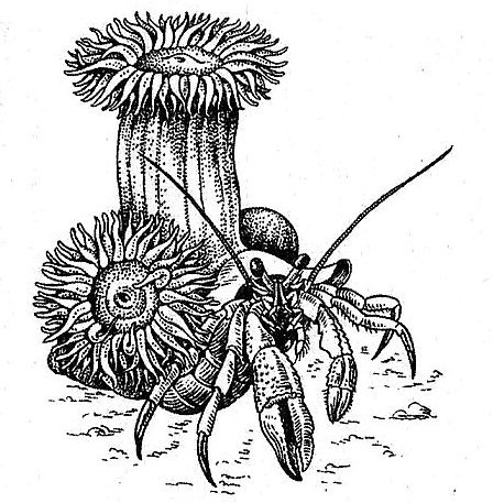 Одиночный коралловый полип актиния рисунок