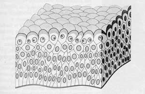 Плоский эпителий чб